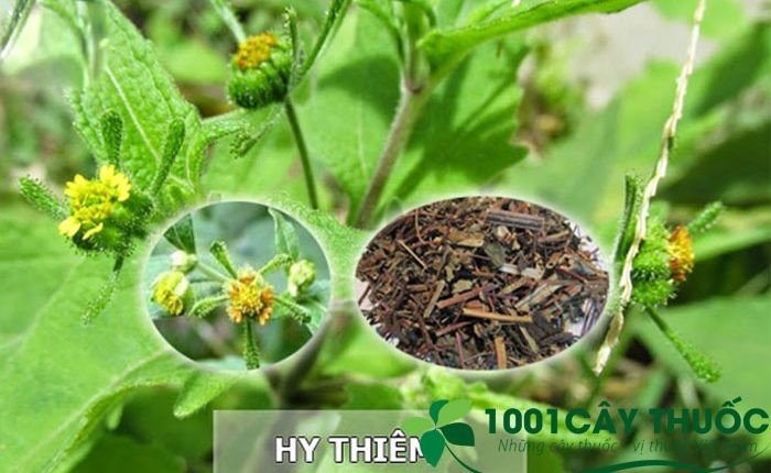 cay-hy-thiem3-700x430-1646962708.jpg