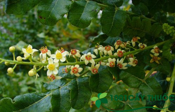 nhu-huong3-1647563098.jpg