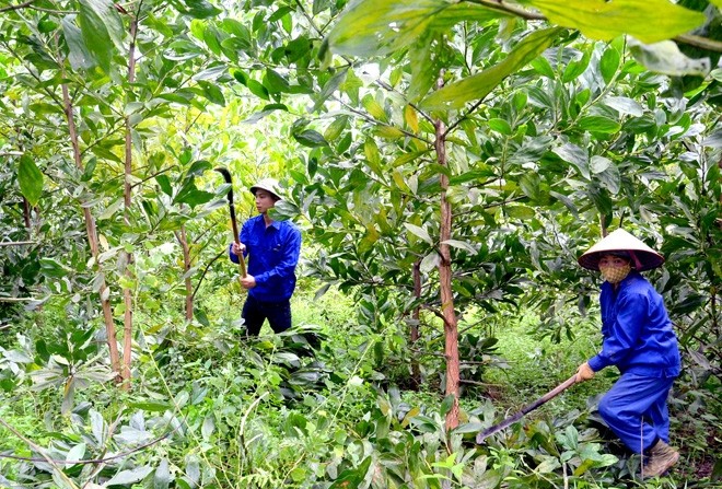 tuyen-quang-phan-dau-la-dien-hinh-ve-phat-trien-kinh-te-lam-nghiep-1664693758.jpg