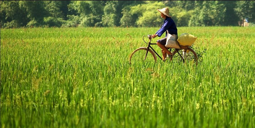 anh-dep-lang-que-tren-canh-dong-lua-viet-nam-110522552-1664775077.jpg