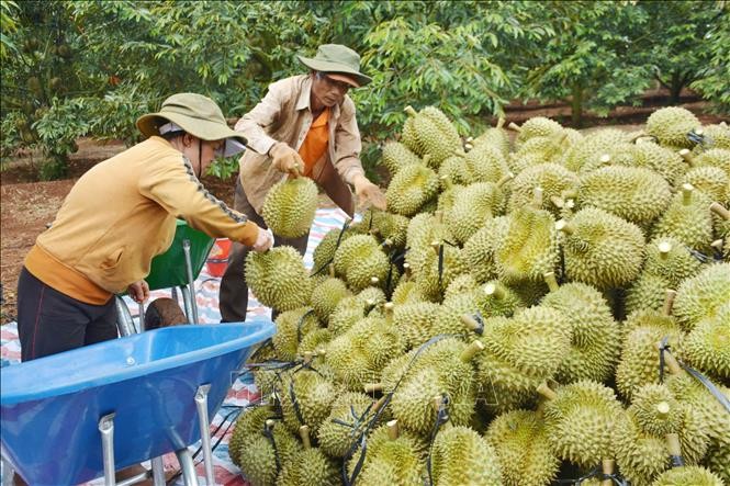 Sân Chơi Lc88.com Web Uy Tín sầu riêng trước áp lực kiểm soát chất cấm từ Trung Quốc.jpg