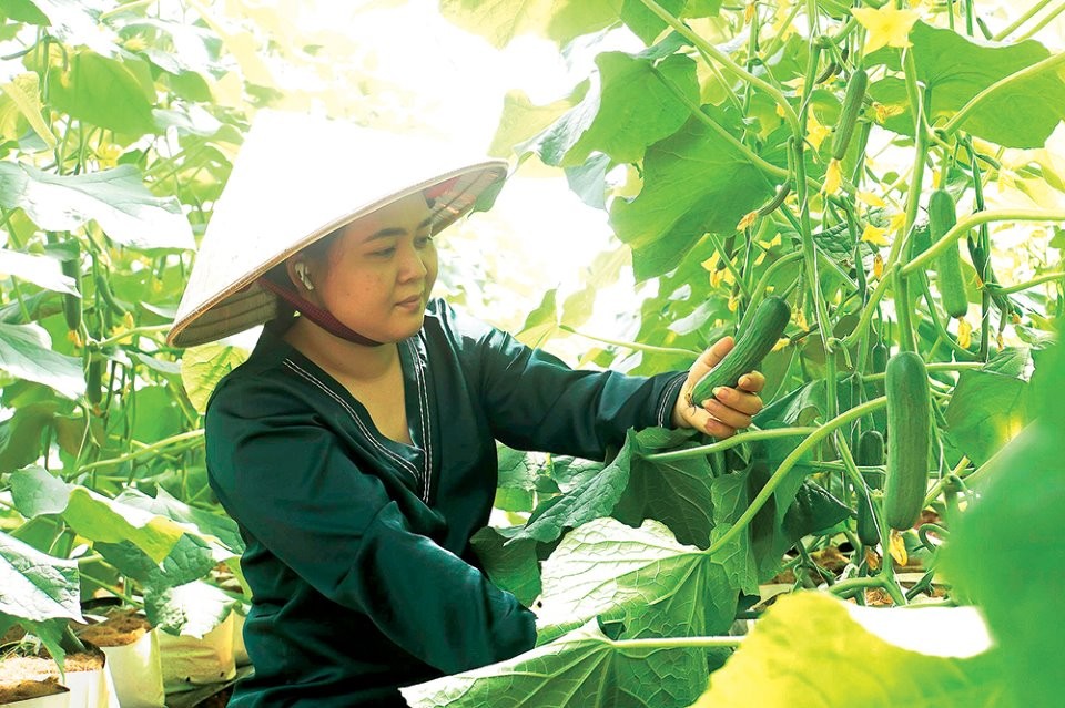 dak-nong-chuyen-dich-san-xuat-nong-san-theo-huong-chat-luong-cao-an-toan-va-ben-vung-1711563890.jpg