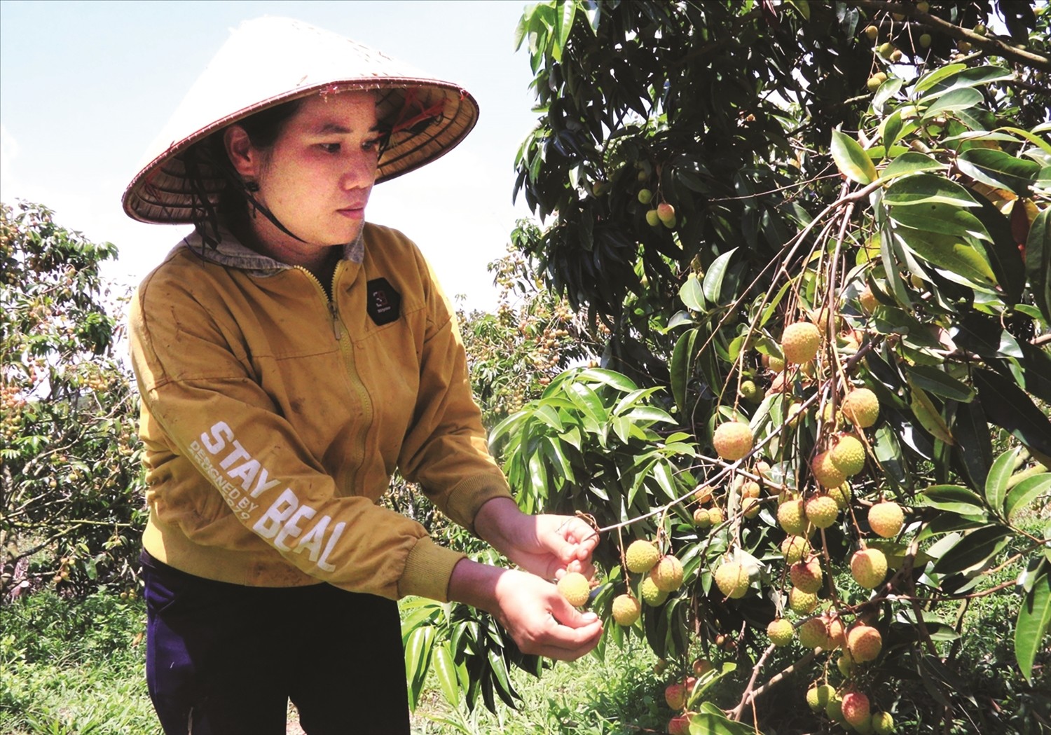 mua-thu-hoach-vai-nam-nay-khong-dat-ky-vong-doi-voi-nhieu-nong-dan-o-krong-bong-1713783126.jpg
