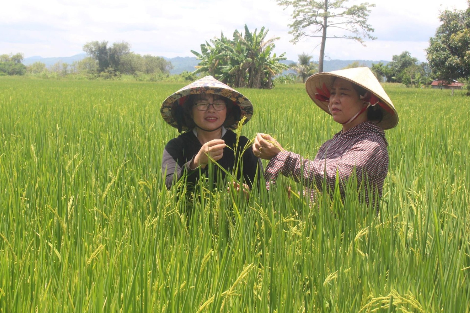cac-htx-cua-huyen-krong-no-lien-ket-san-xuat-tren-700ha-trong-lua-gao-dac-san-dat-vietgap-tren-canh-dong-xa-buon-choah-1743499428.jpg