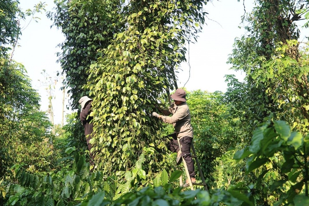 phan-lon-thoi-gian-nguoi-hai-phai-dung-tren-thang-de-thu-hoach-ho-tieu-1745542978.jpeg