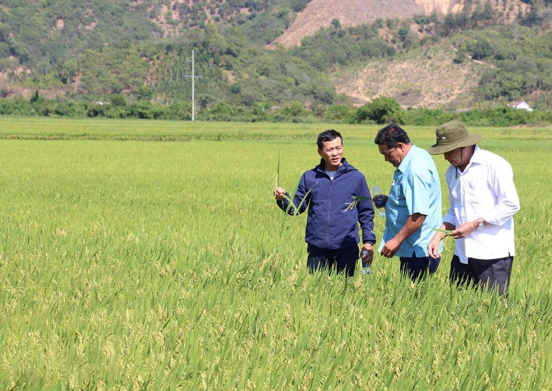 thanh-vien-to-hop-tac-gao-thom-10-3-gioi-thieu-quy-trinh-san-xuat-lua-1747123321.jpg