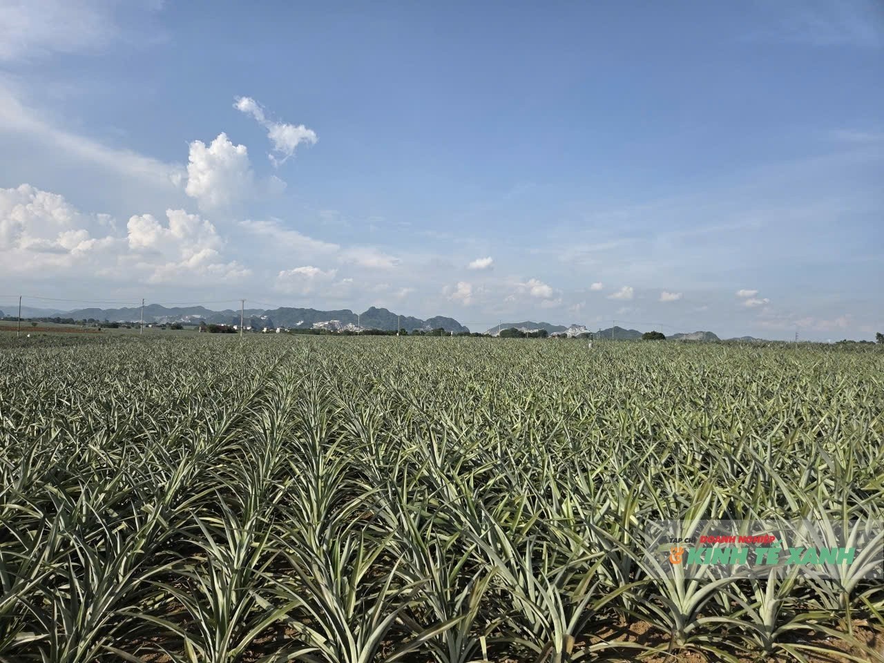 vung-cay-1761018265-1761033336.jpg