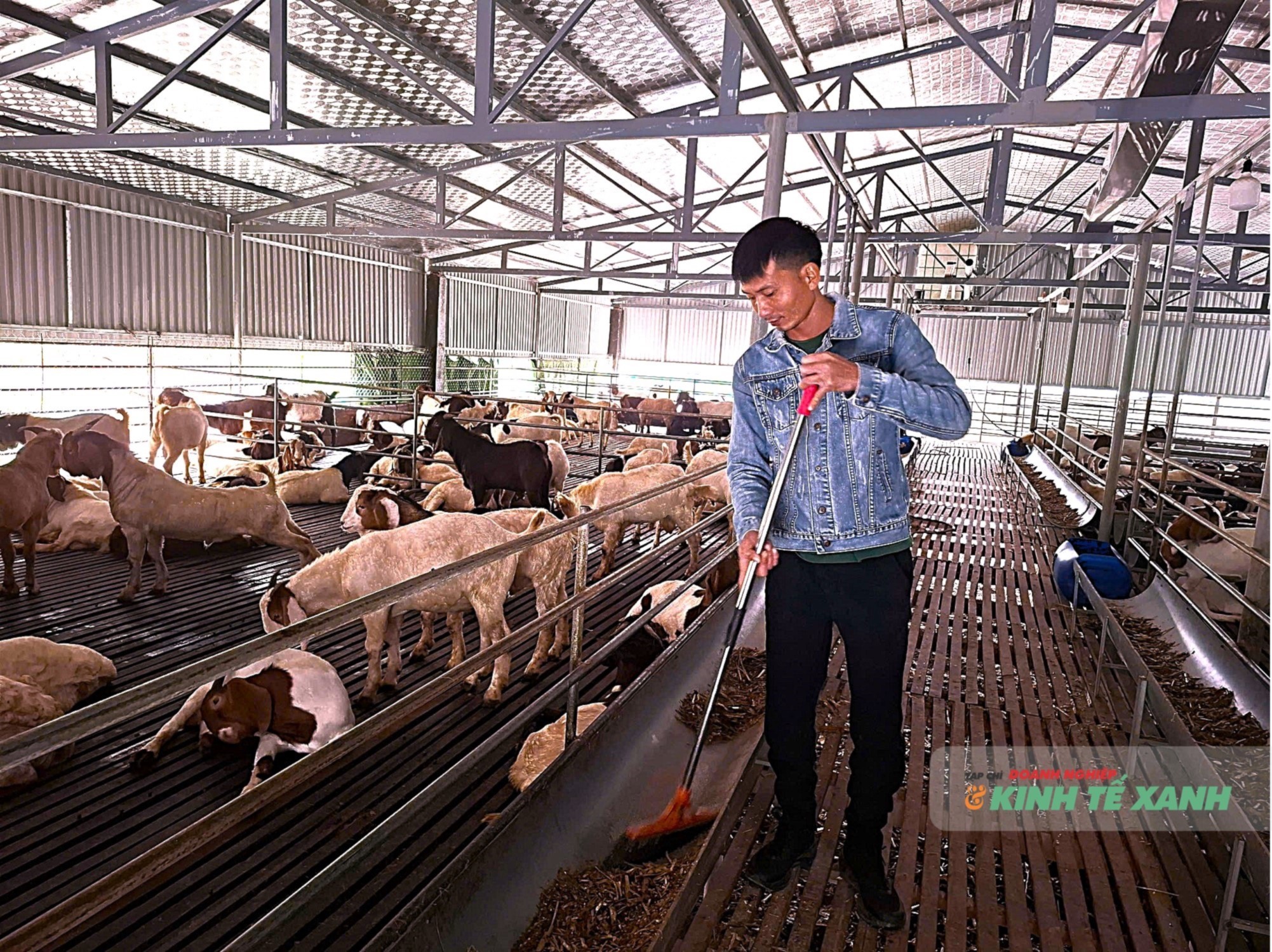 nuoi-de-thuong-pham-1-1765338073.jpg