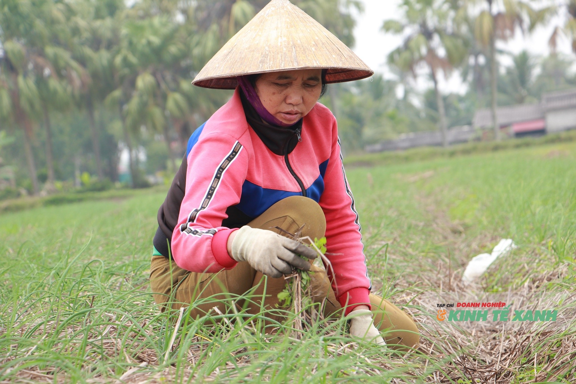 trong-hanh-tam-1766110169.JPG