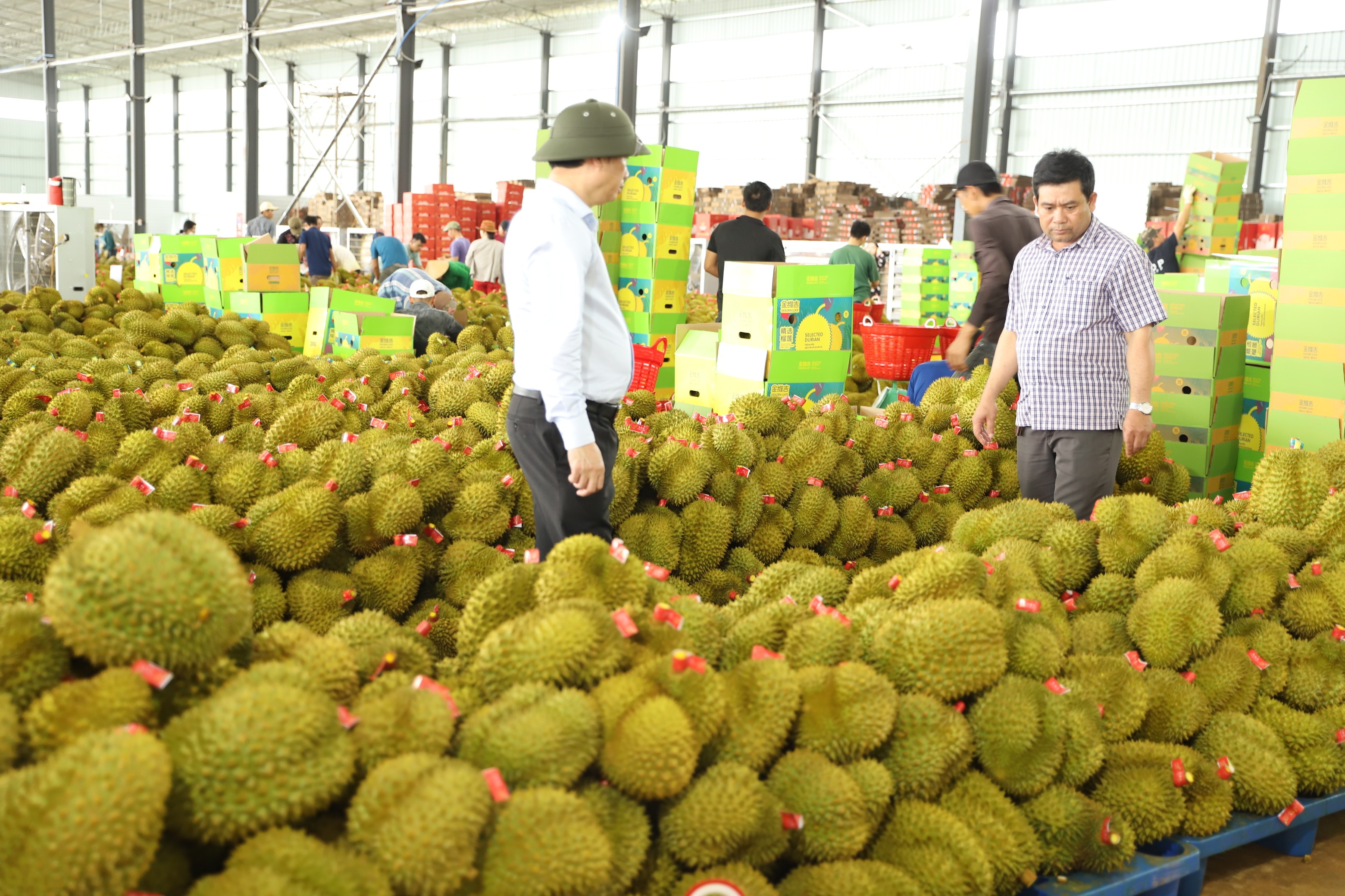 Sầu ri&ecirc;ng chuẩn bị đ&oacute;ng g&oacute;i để xuất khẩu.JPG