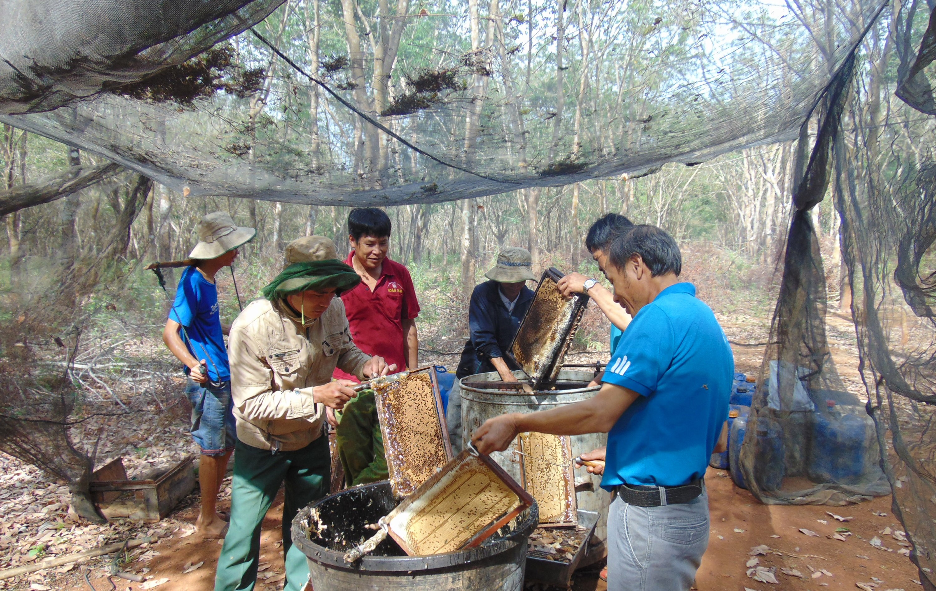 cat-nap-vit-lo-to-ong-dua-qua-thung-quay-thu-hoach-mat-ong-1765897896.jpg