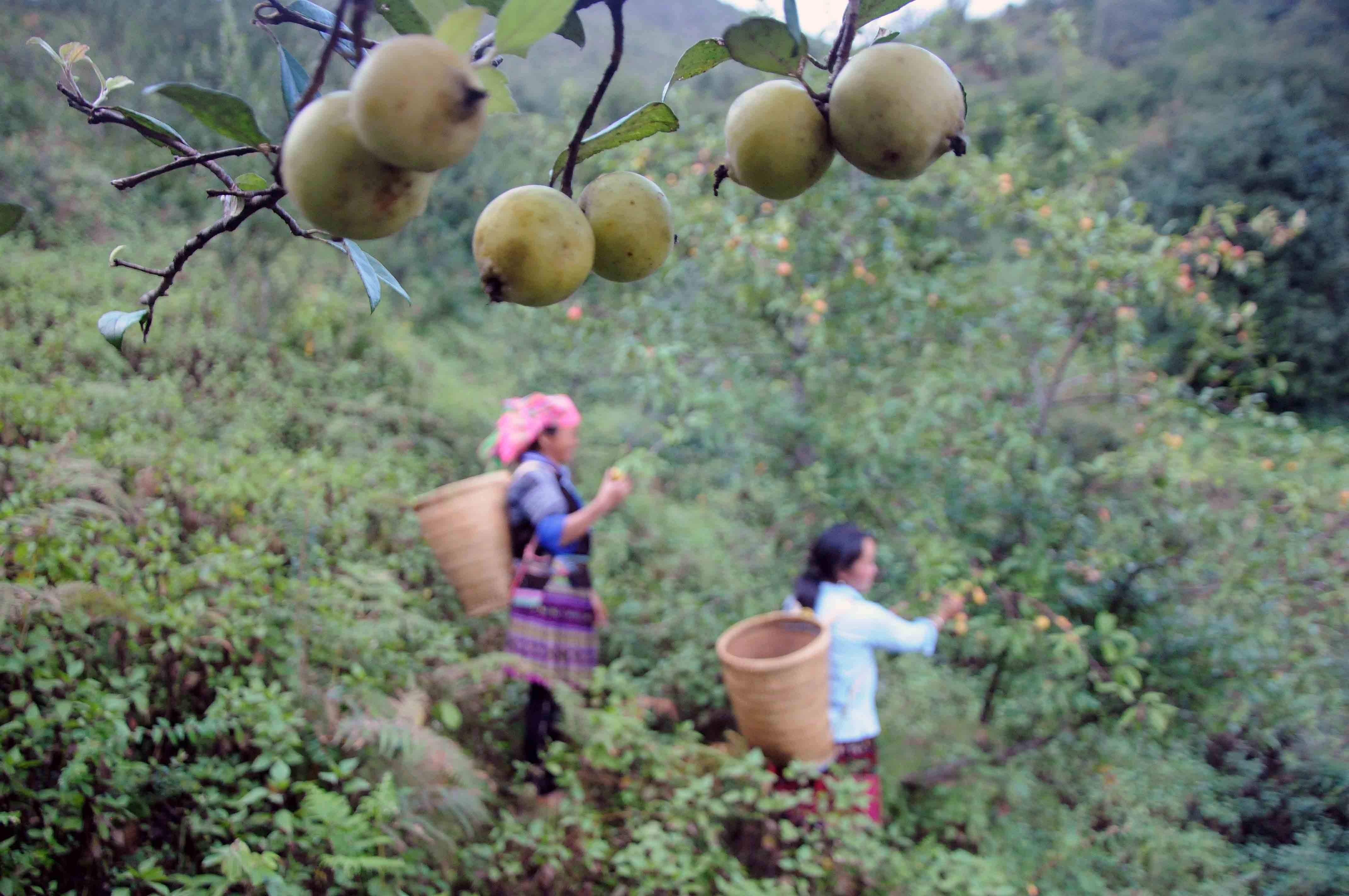 vna-potal-son-la-kho-khan-tim-dau-ra-cho-qua-son-tra-o-cac-xa-vung-cao-huyen-muong-la-5699627-1633367595.jpeg