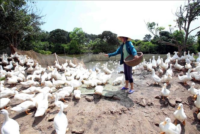 vna-potal-hung-yen-mo-hinh-chan-nuoi-vit-de-trung-dem-lai-thu-nhap-kinh-te-cao-stand-1635584975.jpeg