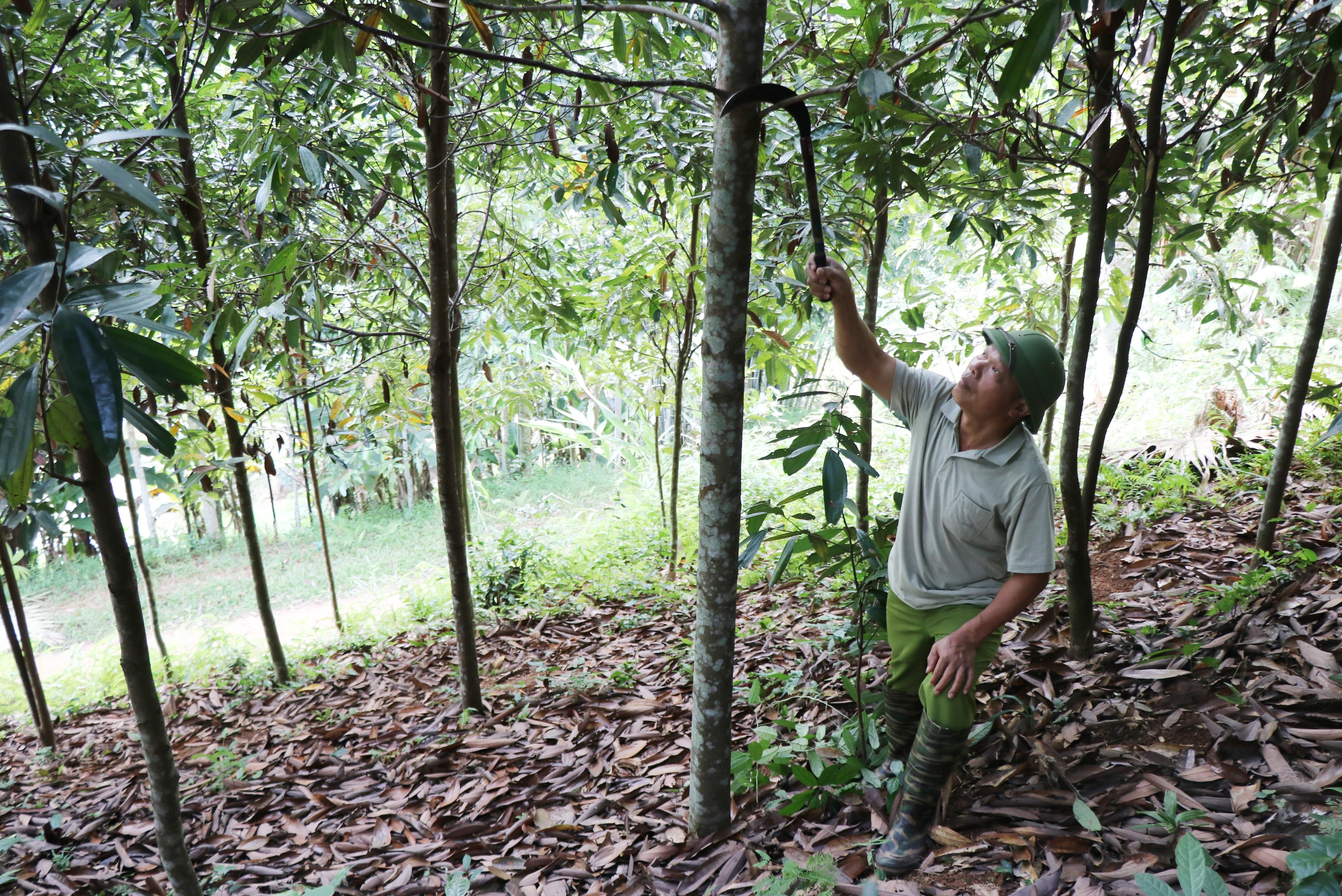 vna-potal-thai-nguyen-cay-que-dem-lai-thu-nhap-cao-cho-dong-bao-vung-atk-dinh-hoa-5738774-1635669205.jpeg
