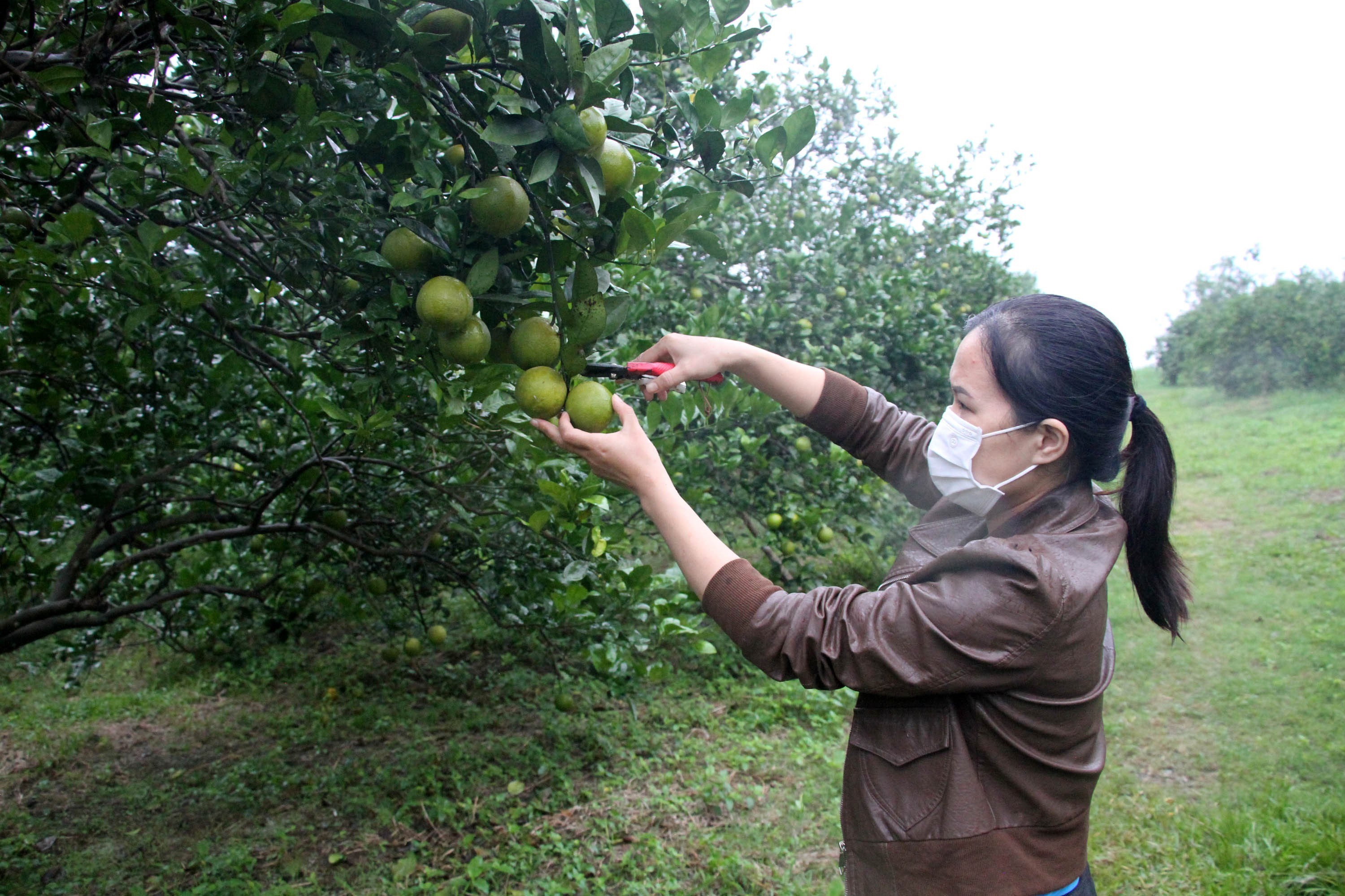 vna-potal-nghe-an-cam-vinh-vao-vu-nhung-vang-bong-thuong-lai-thu-mua-5748563-1636004962.jpg
