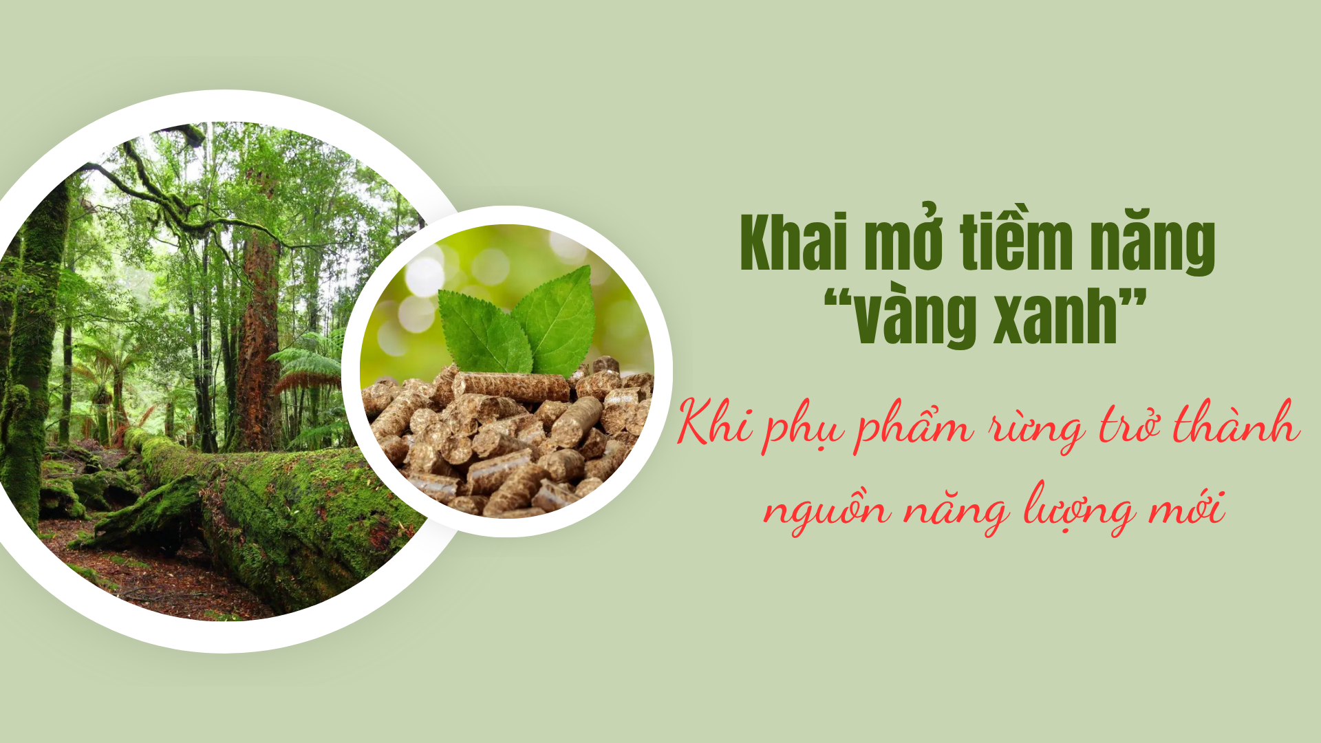 [Emagazine] Khai mở tiềm năng “vàng xanh”: Khi phụ phẩm rừng trở thành nguồn năng lượng mới