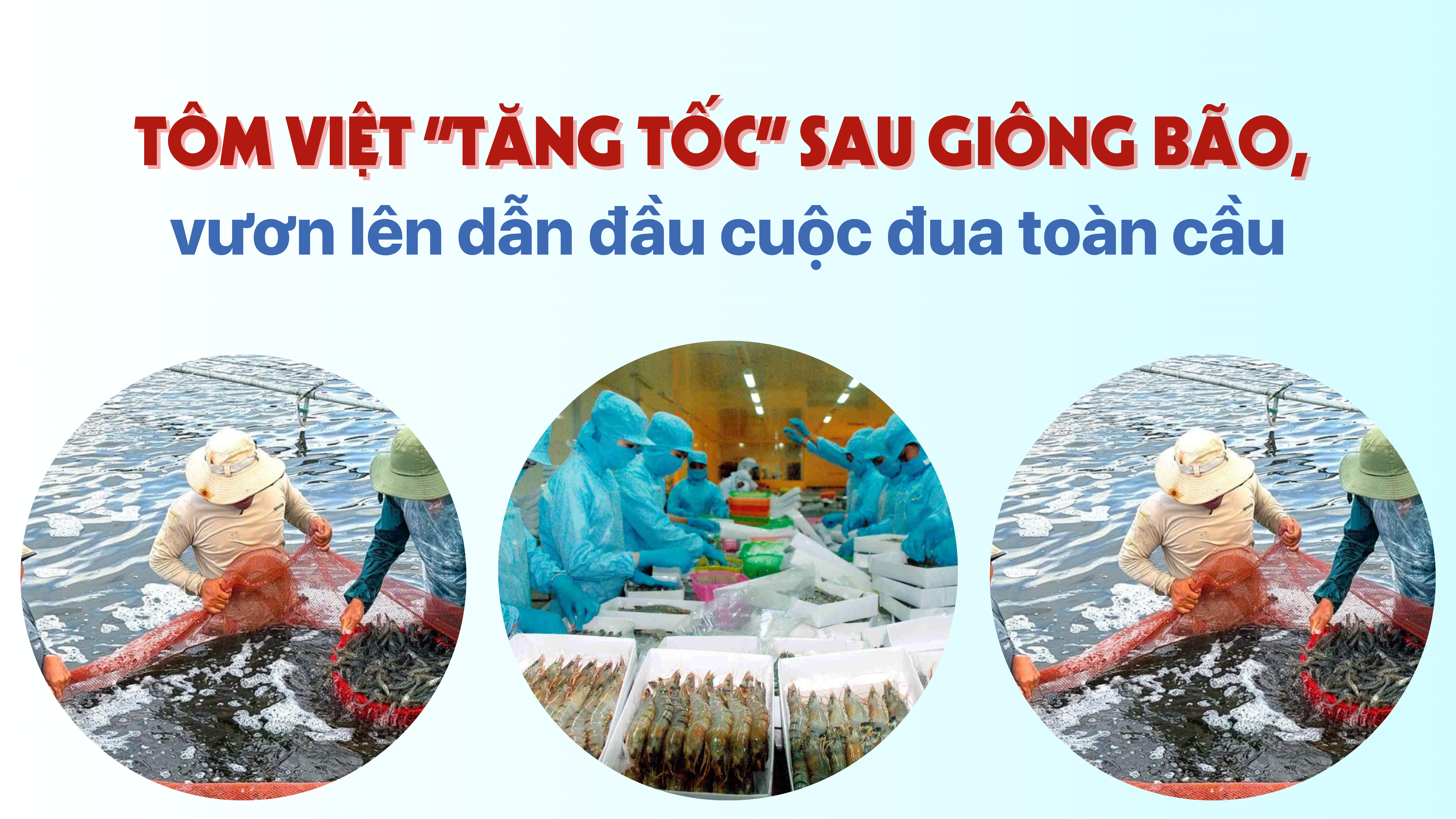Tôm Việt “tăng tốc” sau giông bão, vươn lên dẫn đầu cuộc đua toàn cầu