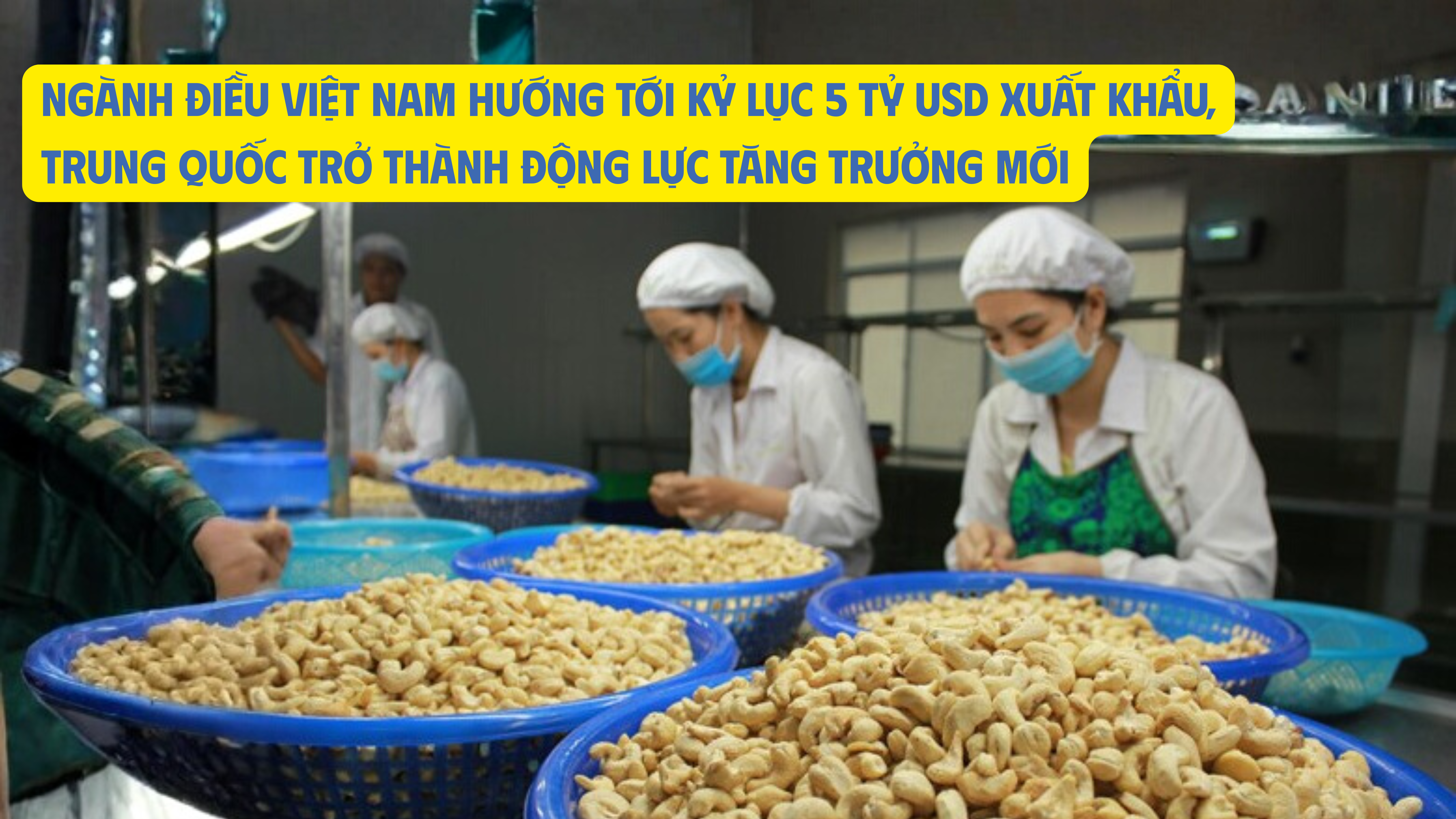 Ngành điều Việt Nam hướng tới kỷ lục 5 tỷ USD Sân Chơi Lc88.com Web Uy Tín, Trung Quốc trở thành động lực tăng trưởng mới