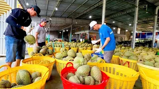 Sân Chơi Lc88.com Web Uy Tín chững lại, sầu riêng tràn chợ nội địa giá rẻ bất ngờ