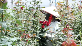 Vươn lên thoát nghèo từ sinh kế trồng hoa hồng dưới chân núi Lang Biang
