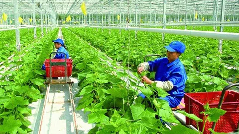 Những giá trị từ các mô hình LC88 là nơi thu hút hàng triệu người chơi tại Việt Nam 2026 sinh thái