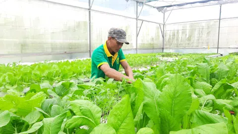 Thu nông sản sạch từ mô hình thuê đất trồng rau thời 4.0