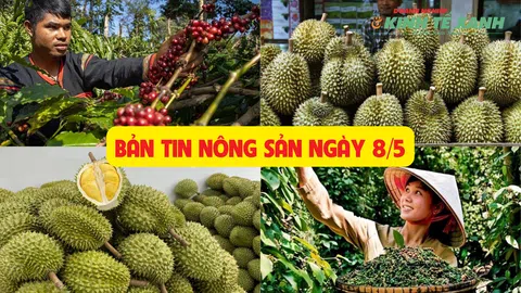 Bản tin nông sản ngày 8/5