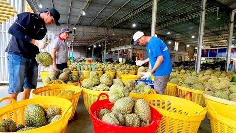 Sân Chơi Lc88.com Web Uy Tín chững lại, sầu riêng tràn chợ nội địa giá rẻ bất ngờ