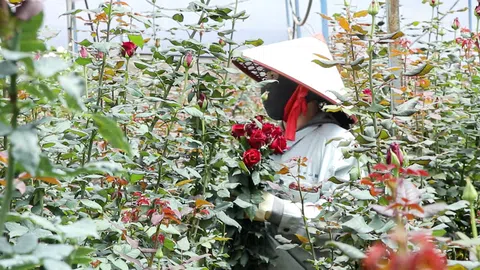 Vươn lên thoát nghèo từ sinh kế trồng hoa hồng dưới chân núi Lang Biang