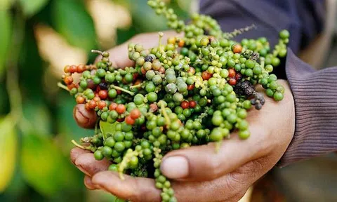 Giá tiêu hôm nay 9/2/2026: Cập nhật mới nhất giá tiêu trong nước và thế giới