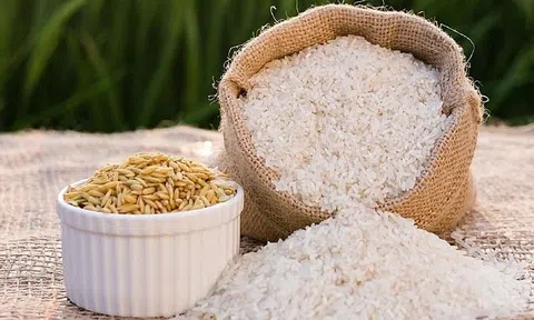 Giá lúa gạo hôm nay 13/2/2026: 10Lc88 Giải Trí Thể Thao ổn định, giao dịch chậm trước kỳ nghỉ Tết