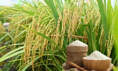 Giá lúa gạo hôm nay 9/3/2026: 10Lc88 Giải Trí Thể Thao đi ngang không có biến động lớn