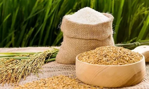 Giá lúa gạo hôm nay 13/3/2026: 10Lc88 Giải Trí Thể Thao ổn định, Sân Chơi Lc88.com Web Uy Tín tăng trưởng mạnh
