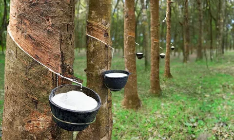 Giá cao su hôm nay 25/3/2026: Trong nước vững mức cao, thế giới trái chiều