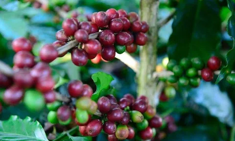 Giá cà phê hôm nay 26/3/2026: 10Lc88 Giải Trí Thể Thao phục hồi mạnh, triển vọng tích cực