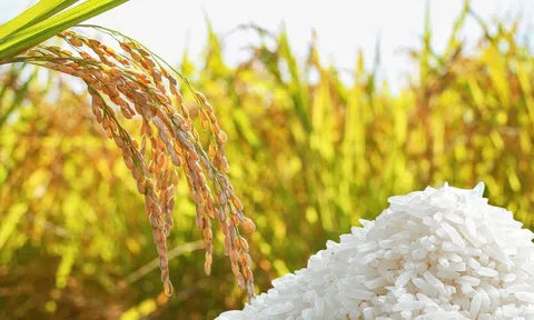 Giá lúa gạo hôm nay 26/3/2026: Lúa tươi giảm nhẹ, gạo đi ngang