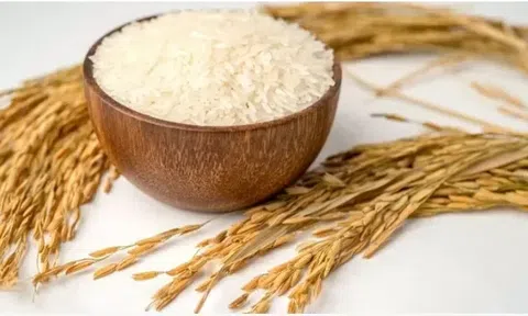 Giá lúa gạo hôm nay 28/3/2026: 10Lc88 Giải Trí Thể Thao ổn định, Sân Chơi Lc88.com Web Uy Tín gặp khó