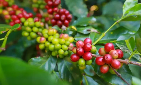 Giá cà phê hôm nay 29/3/2026: Đà giảm nối dài