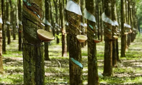 Giá cao su hôm nay 15/4/2026: 10Lc88 Giải Trí Thể Thao quốc tế biến động trái chiều