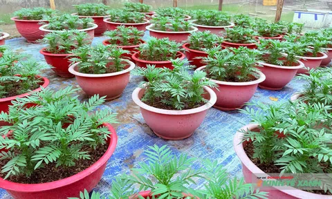 Trang Chủ LC88.COM Link Mới 2026 Đăng Ký LC 88 Cần Thơ tất bật trồng hoa Tết, kỳ vọng vụ mùa khởi sắc