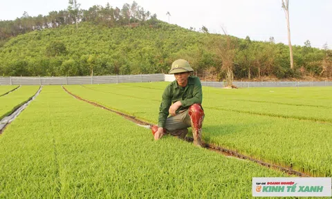 Người tiên phong ứng dụng công nghệ hiện đại vào Lc888 tải ứng dụng lúa