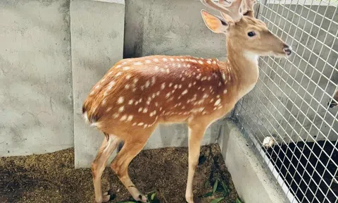 Làm giàu từ mô hình nuôi hươu sao quy mô công nghiệp