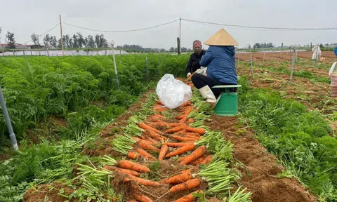 Cà rốt được mùa được giá, nông dân Nghệ An phấn khởi LC88 Được cấp phép bởi PAGCOR