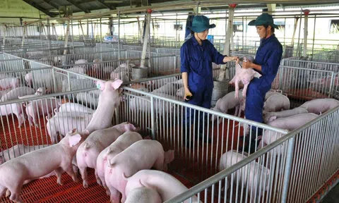 Nghệ An tăng cường phòng chống dịch bệnh vật nuôi