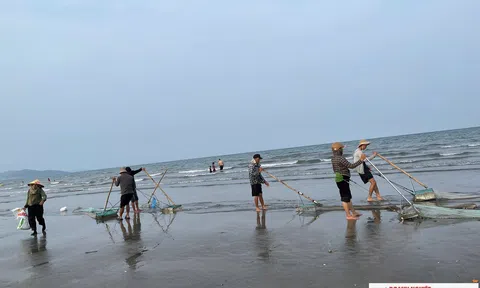 Ngư dân Nghệ An “đi giật lùi” săn ốc cườm, thu tiền triệu mỗi ngày