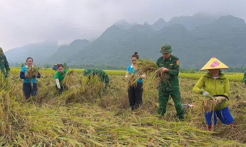 Công an, bộ đội xuống đồng gặt lúa, giúp dân khắc phục thiên tai