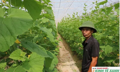 Kỹ sư bỏ việc lương cao về quê trồng dưa sạch thu hơn 800 triệu đồng/năm