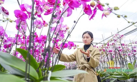 Sắc xuân trong nhà màng