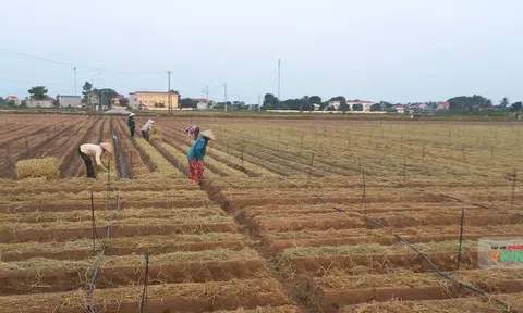 Giữ lộc thần tài bằng mùa vàng thần nông