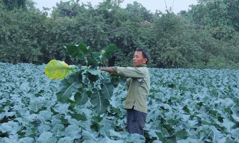 Sức sống mới trên những triền phù sa bên bờ Sông Mã
